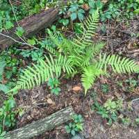 Nature trail progress