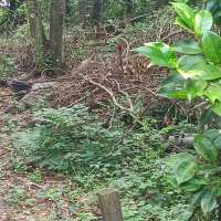 Nature trail progress