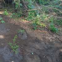 Nature trail progress