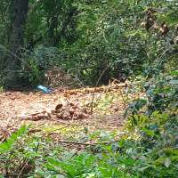 Nature trail progress