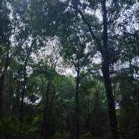 Nature trail progress