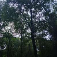 Nature trail progress
