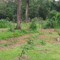 Nature trail progress