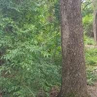 Nature trail progress