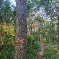 Nature trail progress
