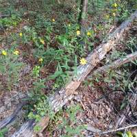 Nature trail progress